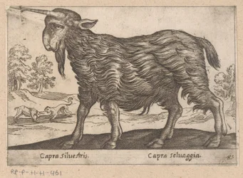 Capra con un corno (Capra Silvestris/Capra Selvaggia) (titolo sull
