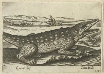 Coccodrillo (Animali e creature mitiche)