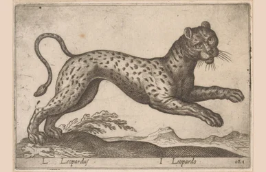 Leopardo