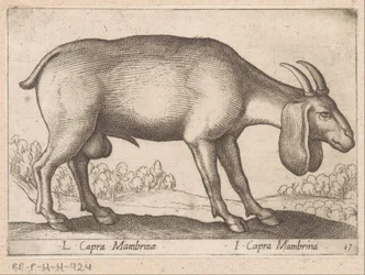 Capra Mambrina (L Capra Mambrinae / I Capra Mambrina) (Animali e creature mitologiche) (Nova raccolta degli animali più curiosi del mondo)
