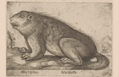 Marmotta