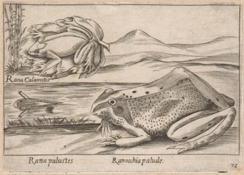 Rane di palude