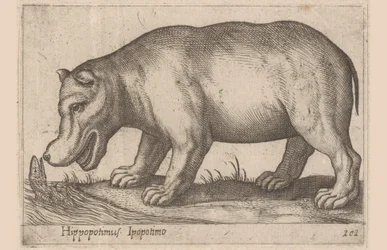 Ippopotamo