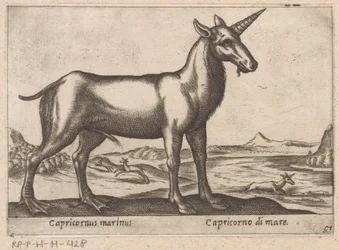 Capricorno marino