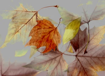 Autunno