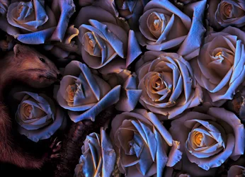 Giardino magico n.31-2, 2019 (foto)