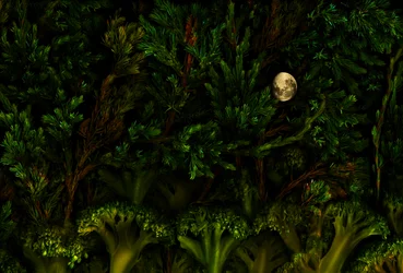 Il bosco del giardino magico, 2011 (foto)