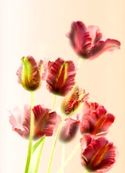 Tulipani 13