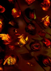 rose earthArt, 2008 (foto)