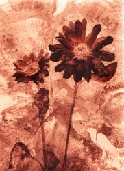 mono fiore