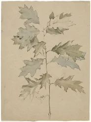 Ramo di quercia con foglie