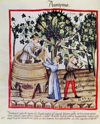 La vendemmia da Tacuinum Sanitatis