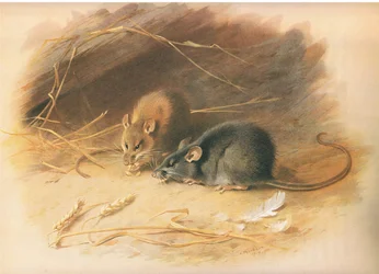 Ratto alessandrino e ratto nero, da Mammiferi di Thorburn pubblicato da Longmans and Co, c. 1920