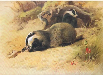 Tassi, da Mammiferi di Thorburn pubblicato da Longmans and Co, c. 1920