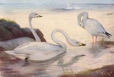 Cigno di Bewick, Oca delle nevi