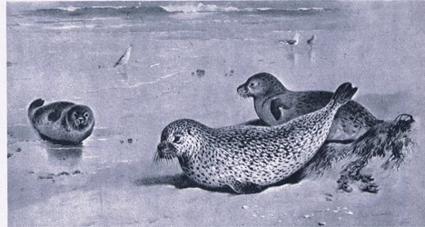 Foca comune, Nature in Britain pubblicato da Collins