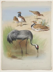 Gru, occhione e otarde, c.1915 (acquerello e gouache su matita su carta)