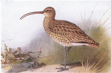 Chiurlo, da Birds of the British Isles and Their Eggs pubblicato da Frederick Warne & Co Ltd, 1958