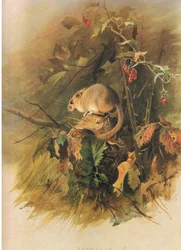 Moscardino, da Mammiferi di Thorburn pubblicato da Longmans and Co, c. 1920