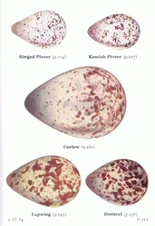 Uova: Piviere comune, Piviere di Kent, Chiurlo, Pavoncella, Piviere dorato, da Uccelli delle isole britanniche e le loro uova pubblicato da Frederick Warne & Co Ltd, 1958