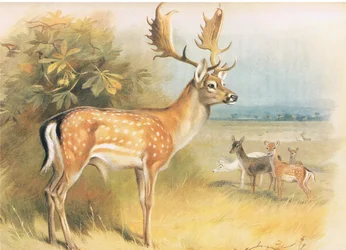 Daino, da Mammiferi di Thorburn pubblicato da Longmans and Co, c. 1920