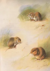 Arvicola di campo, arvicola delle banche e arvicola delle Orcadi, da Mammiferi di Thorburn pubblicato da Longmans and Co, c. 1920