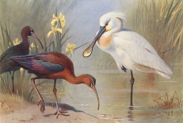 Ibis lucido (adulto e giovane), Spatola