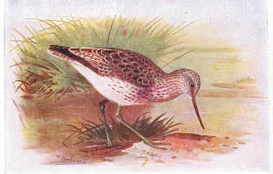 Piro piro culbianco, da Uccelli delle isole britanniche e le loro uova pubblicato da Frederick Warne & Co Ltd, 1958