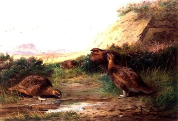 Pernici in un paesaggio