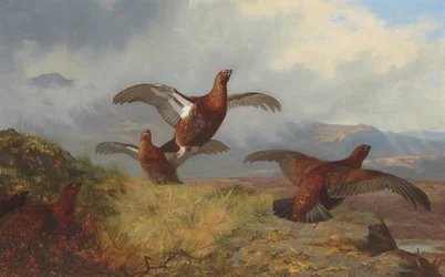 Gallo cedrone in volo