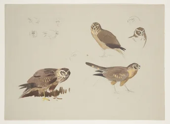 Falco di palude e pettine, c.1915