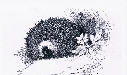 Riccio, Nature in Britain pubblicato da Collins, 1946