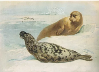 Foca dal cappuccio e foca barbuta, da Mammiferi di Thorburn pubblicato da Longmans and Co, c. 1920