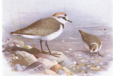 Fratino, da Uccelli delle Isole Britanniche e le loro uova pubblicato da Frederick Warne & Co Ltd, 1958
