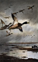Germani in volo