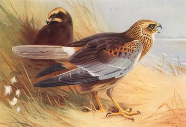 Falco di Palude