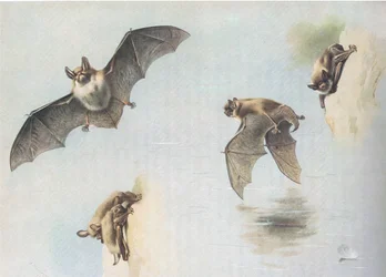 Pipistrello di Natterer e pipistrello di Daubenton, da Mammiferi di Thorburn pubblicato da Longmans and Co, c. 1920