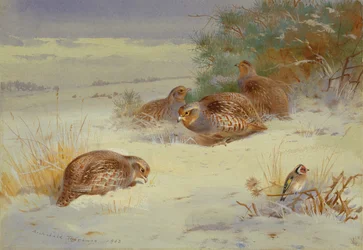 Pernice e cardellino in un paesaggio invernale (acquerello)