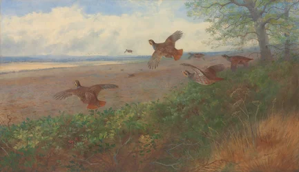 Pernici in volo