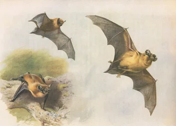 Pipistrello comune, da Mammiferi di Thorburn pubblicato da Longmans and Co, c. 1920