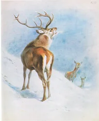 Cervo Rosso, pub. da Book Club Associates