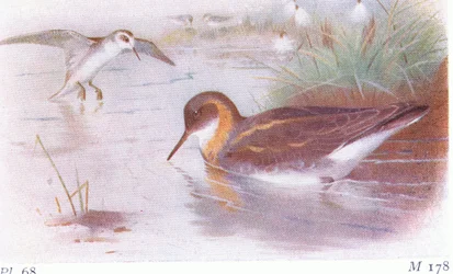 Falaropo beccorosso (estate e autunno), da Uccelli delle isole britanniche e le loro uova pubblicato da Frederick Warne & Co Ltd, 1958
