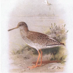 Pettegola, da Uccelli delle isole britanniche e le loro uova pubblicato da Frederick Warne & Co Ltd, 1958