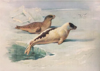 Foca dagli anelli e foca della Groenlandia, da Mammiferi di Thorburn pubblicato da Longmans and Co, c. 1920