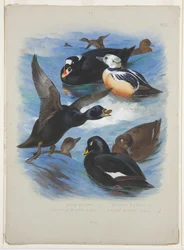 Scoters e stellers eider, c.1915