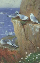Gabbiani