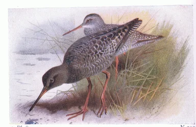 Pettegola macchiata, da Uccelli delle isole britanniche e le loro uova pubblicato da Frederick Warne & Co Ltd, 1958