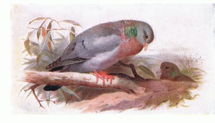 Colombo selvatico, da Birds of the British Isles and Their Eggs pubblicato da Frederick Warne & Co Ltd, 1958