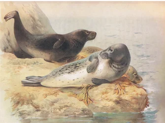 La foca grigia, da Mammiferi di Thorburn pubblicato da Longmans and Co, c. 1920