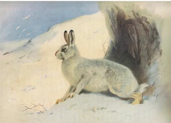 La lepre di montagna in inverno, da Mammiferi di Thorburn pubblicato da Longmans and Co, c. 1920